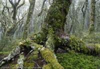 Lichen-covered Beech tree, Huxley valley, Ruataniwha Conservation Area, Southern Alps, New Zealand.